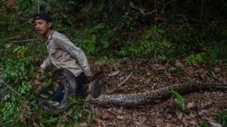 Ganas! YouTuber Riau Digigit dan Dililit Ular Piton Sepanjang 8 Meter