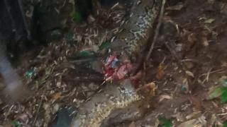 Ngeri! Bersihkan Lahan, Bakri Nyaris Tewas Usai Diserang Ular Piton Sepanjang 7 Meter