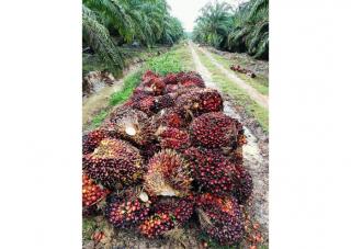 Naik, Harga TBS Sawit Riau Periode 18 Sampai 24 Mei Rp 3.118,26/Kg