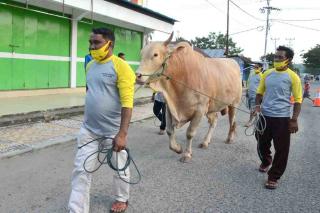 Riau Kembali Terima Sapi Kurban Bantuan Presiden untuk Idul Adha 1443 H