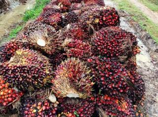 Anjlok, Harga TBS Sawit Riau Periode 25-31 Mei Rp2.693,45/Kg