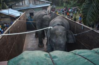Dua Gajah Jantan di Inhu Dipindahkan ke Jambi