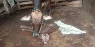 Geger! Ada Anak Sapi Jenis Limousine Berkepala 2 Bermata 4 