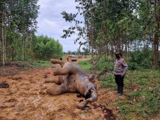 Gajah Hamil Mati di Area Konsesi PT Riau Abadi Lestari Talang Muandau