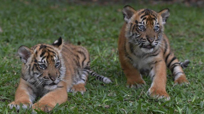Sudah Dianggap Punah, Tiba-tiba Hewan Diduga Harimau Jawa Muncul di Daerah Ini