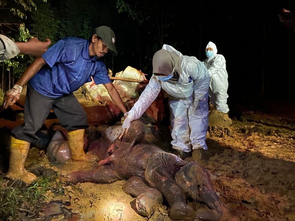 Apa Kabar Hasil Uji Lab Kematian Gajah Hamil di Mandau, Ini Penjelasan BBKSDA