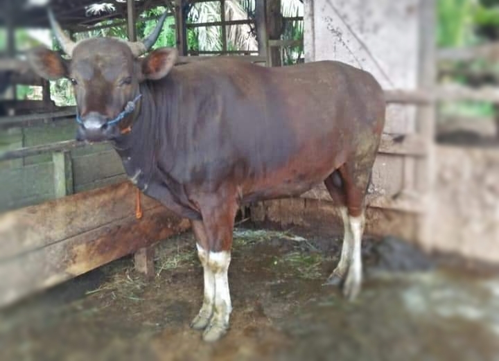 Ini Tindakan Petugas Kesehatan Hewan Riau Tangani Sapi Terjangkit PMK