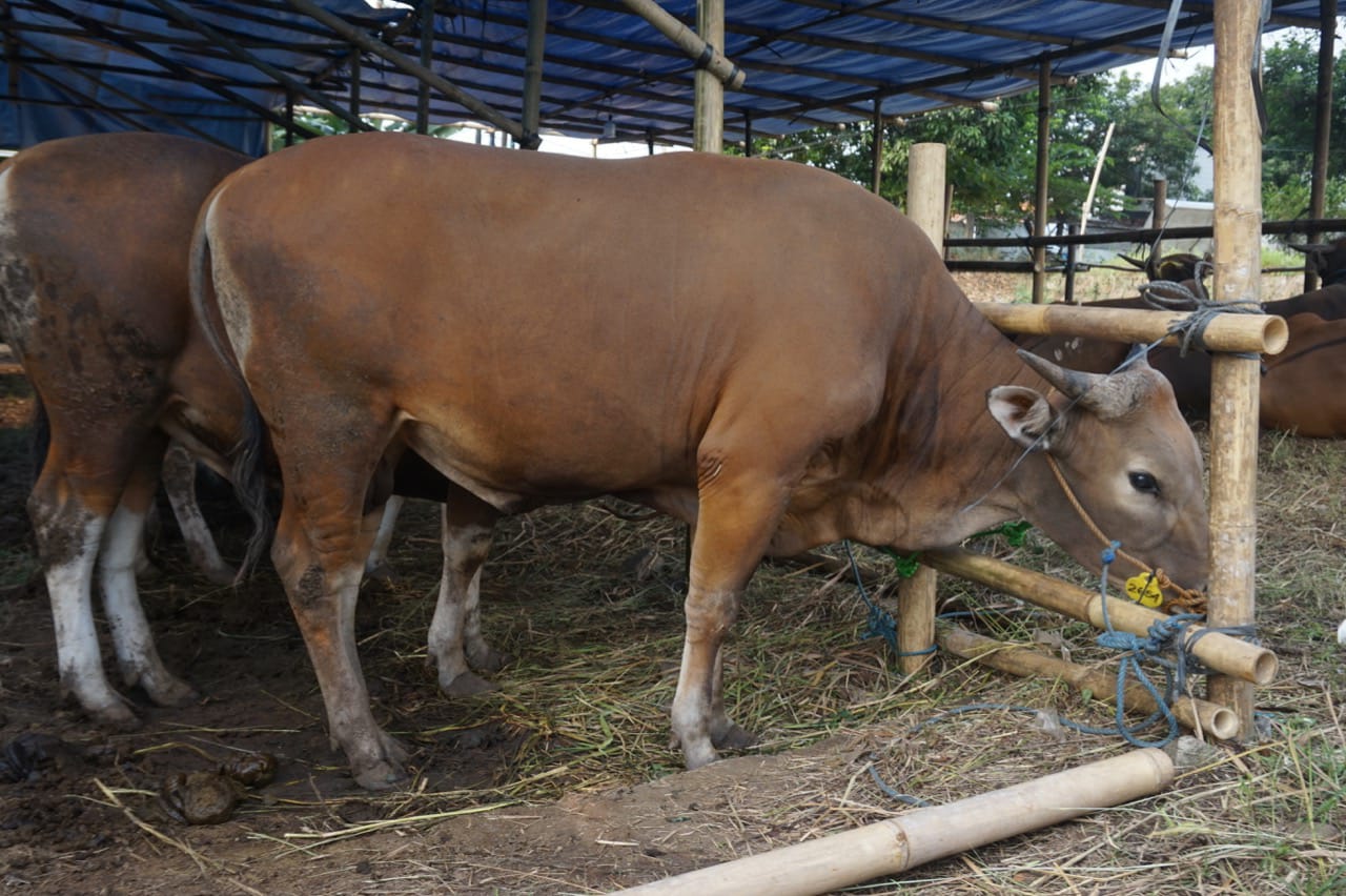 Waduh, 20 Sapi di Bengkalis dan Kampar Positif PMK, Totalnya Jadi 60 