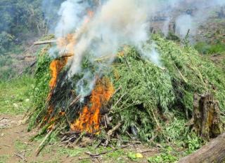 20 Ribu Batang Ganja Berat 10 Ton Asal Aceh Dimusnahkan