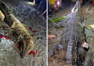 Nyawa dibayar Nyawa, 2 Ekor Buaya Mati Dibantai Warga