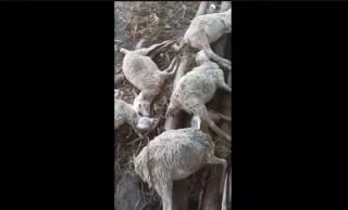 Heboh! 10 Ekor Kambing Warga Mati Mendadak, Badan Lemas Mulut Berlendir