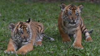 Sudah Dianggap Punah, Tiba-tiba Hewan Diduga Harimau Jawa Muncul di Daerah Ini