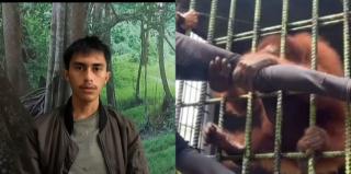 Dipanggil BBKSDA Riau, Begini Pengakuan Pemuda yang Ditarik Orangutan di Kebun Binatang
