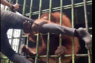Viralnya Pria Ditarik Orangutan di Kasang Kulim Zoo, Ini Kata BBKSDA