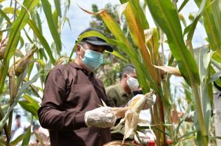 Gubri akan Tanam Jagung di Lahan Seluas 2.000 Hektare