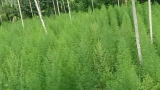 BNN dan Tim gabungan Temukan 10 Ton Tanaman Ladang Ganja Aceh Utara