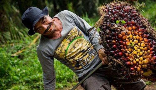 Anak Petani Sawit Terancam Putus Sekolah, Gubernur Riau Surati Presiden