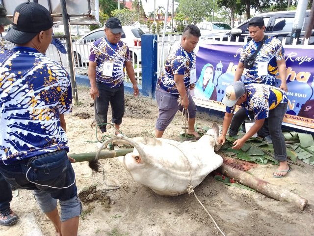 Bantu Masyarakat, DPW NasDem Riau Sembelih 10 Hewan Kurban