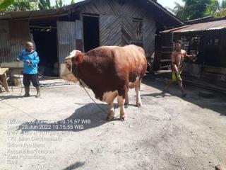 Sapi Kurban Bantuan Presiden untuk Riau Sebesar 814 Kg, Ini Harga dan Jenisnya
