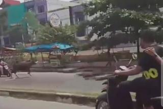 Mak mak Jatuh Dari Motor Usai Tabrak Sapi yang Lepas ke Jalan Raya, Netizen: Dikata Sapi Bisa Ngerem!
