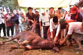 Pj Bupati Kampar Sembelih Hewan Kurban di Masjid Ar-Rahman Pandopo
