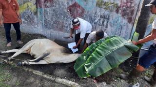 Ratusan Kantong Daging Kurban Dibagikan Anggota DPRD ini Untuk Konstituen