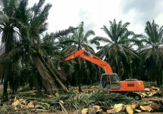Riau Ditargetkan 11.000 Hektare Program Replanting Sawit