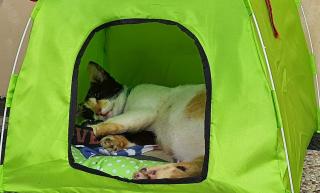 5 Tanda Kucing Kesayanganmu akan Melahirkan