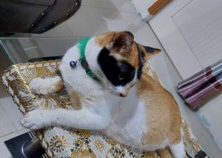 Kenali 8 Ciri-ciri Kucing Mengalami Cacingan