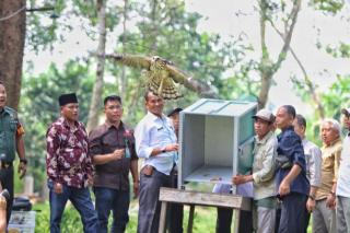 Hari Konservasi Alam Nasional, BKSDA Riau Lepasliarkan Elang Brontok