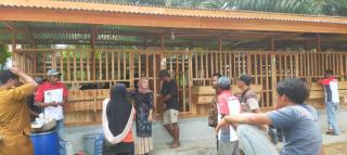 Kades Sungai Bawang Sebut Peternakan Kambing Jadi Sarana Edukasi Bagi Anak anak