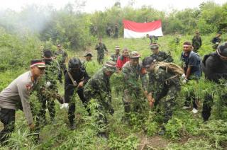 BNN Pusat Musnahkan 4 Ton Ladang Ganja Seluas 4 Hektar di Mandailing Natal Sumut