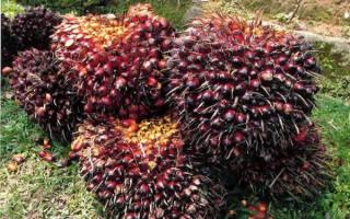 Naik Lagi Harga TBS Sawit di Riau Periode 24-30 Agustus, Ini Daftarnya