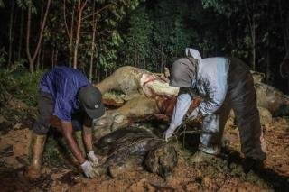 Terungkap, Kematian Gajah Bunting di Bengkalis Akibat Diracun