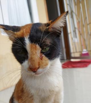 Penyebab Kucing Terus Mengeluarkan Air Mata dan Cara Mengatasinya