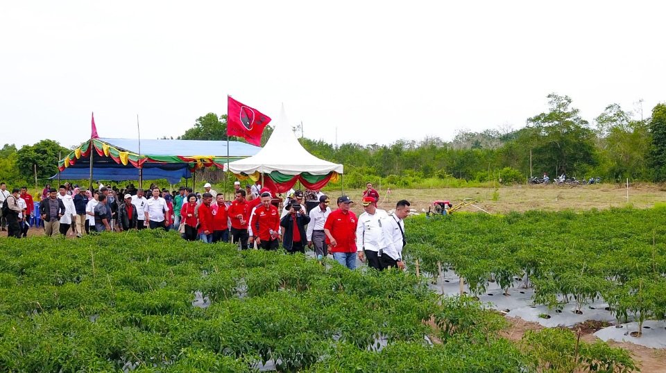 Bupati Adil dan Efendi Sianipar Panen Raya Cabai di Tanjungsari