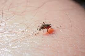 Waspada DBD! Kasus Meningkat di Riau, Ini Datanya