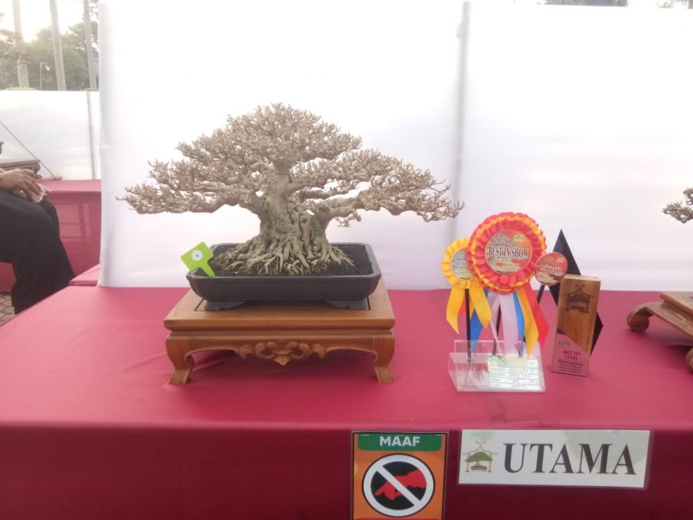 Ratusan Warga Pekanbaru Antusias Kunjungi Pameran Bonsai