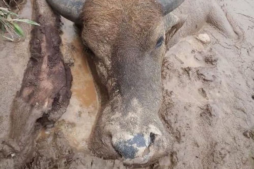 Puluhan Kerbau Mati Akibat Penyakit Ngorok Kembali Ditemukan di Kampar