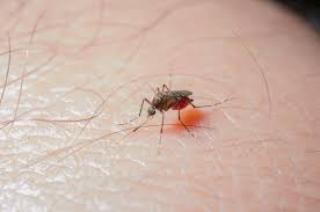 Waspada DBD! Kasus Meningkat di Riau, Ini Datanya
