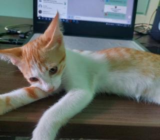 2 Jenis Suara yang Bisa Sebabkan Kucing Stres