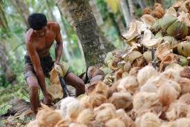 Harga Kelapa di Inhil Turun, Berikut Penjelasan Kadis Perkebunan Riau