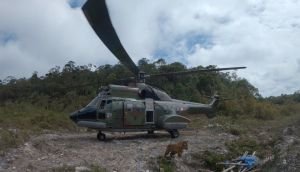 Lanud RSN Pekanbaru Bantu Lepasliarkan Harimau Sumatera