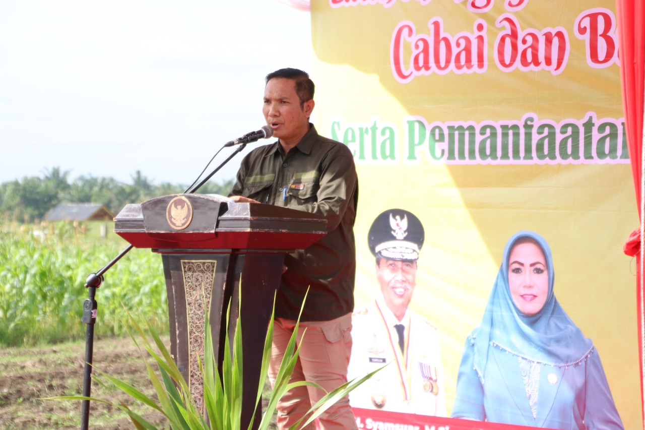 Disketapang Sudah Bagikan 87.852 Bibit Cabai, Luas Tanam 30,05 Hektar