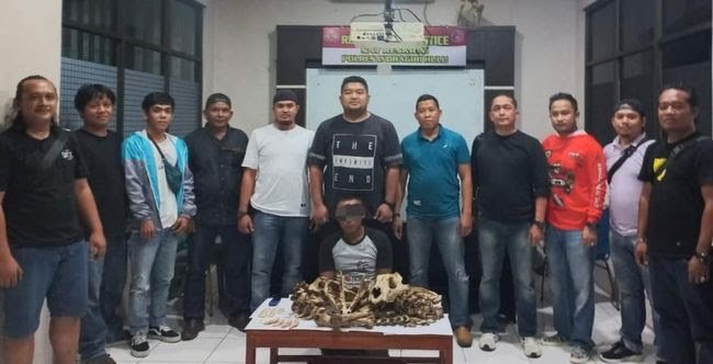 Jual Tulang Belulang Harimau, Warga Inhu Diamankan Polisi