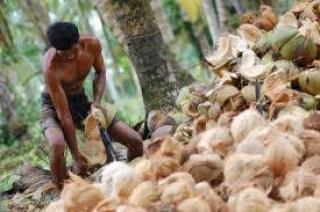 Harga Kelapa di Inhil Turun, Berikut Penjelasan Kadis Perkebunan Riau
