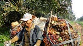 Harga TBS Sawit Riau Naik Tipis Rp79,51 per Kg Periode 12-18 Oktober