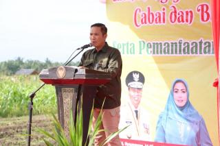 Disketapang Sudah Bagikan 87.852 Bibit Cabai, Luas Tanam 30,05 Hektar