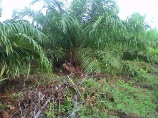 Kok Kebun Sawit Dalam Kawasan Hutan Milik Oknum Dewan Kuansing Belum Ditertibkan?