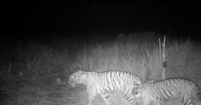 Kamera Trap BKSDA Riau Rekam Dua Harimau di Teluk Lanus
